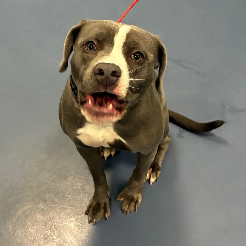 A young medium-sized female Pit Bull Terrier dog named Pearl for adoption in Greensboro, NC