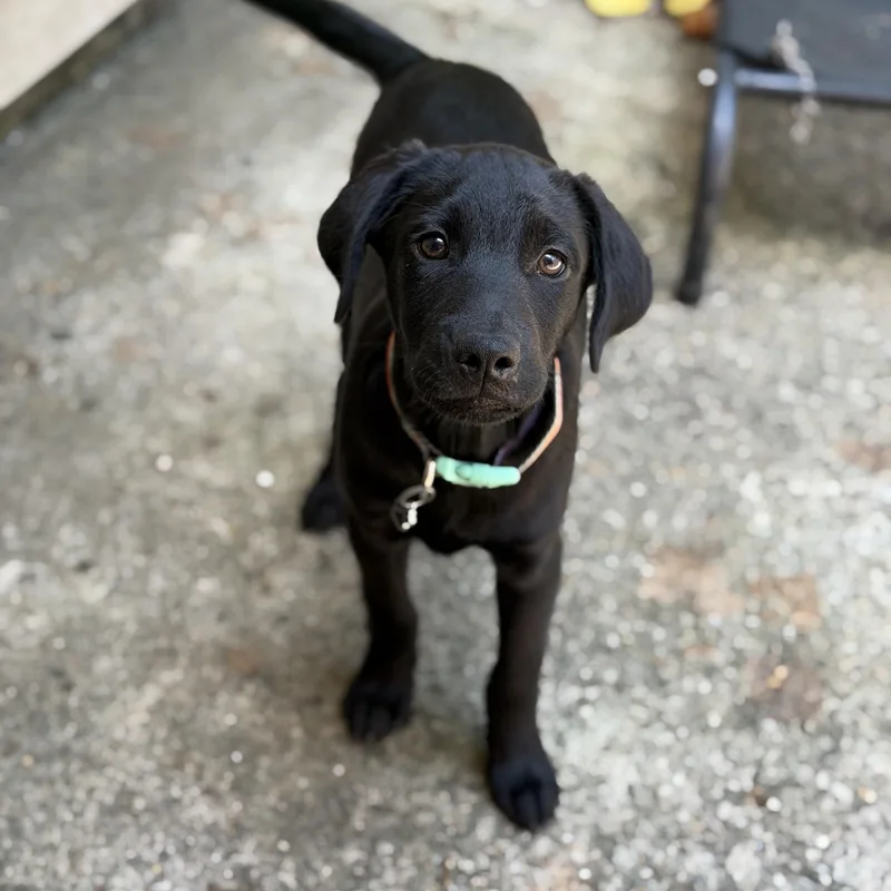 A baby medium-sized male Black Labrador Retriever dog named Jude for adoption in Jeffersonville, IN