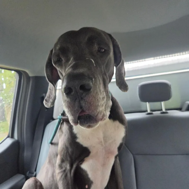 An adult extra large-sized male Gray / Blue / Silver Great Dane dog named Arthur for adoption in Birmingham, AL