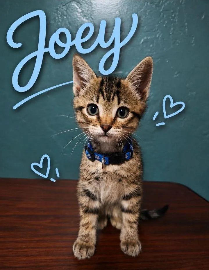 Joey