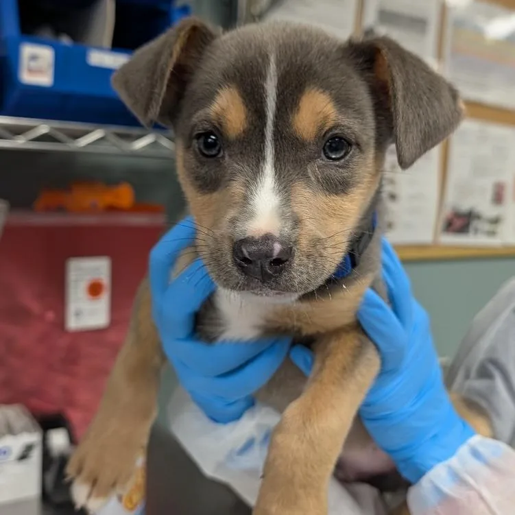 A baby small-sized male Gray / Blue / Silver American Staffordshire Terrier dog named Chewbarka for adoption in Greenville, SC
