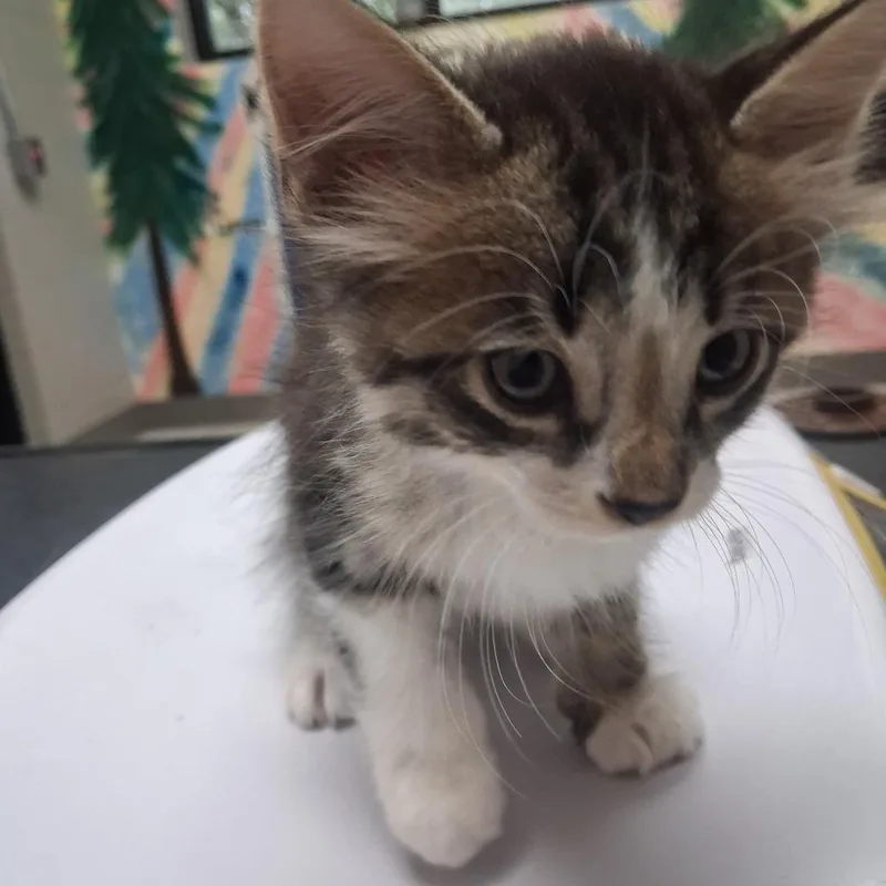 A baby small-sized male Black Domestic Short Hair cat named Oak for adoption in Lufkin, TX
