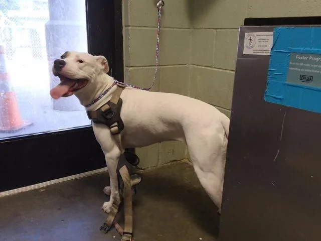 A young large-sized female Pit Bull Terrier dog named Sassy for adoption in Tulsa, OK