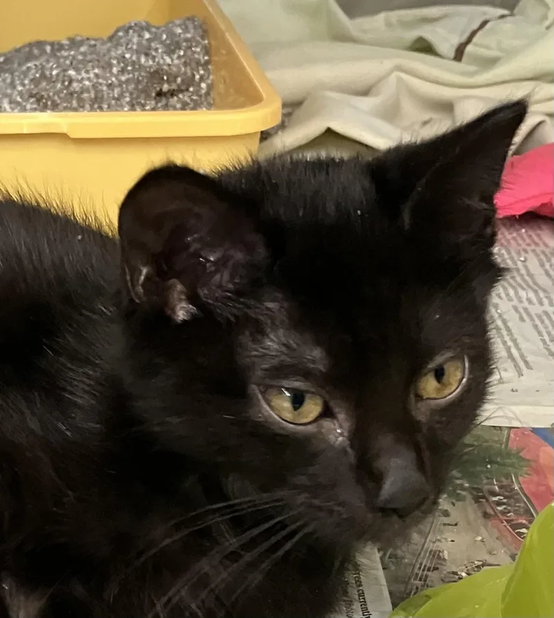 A baby medium-sized male Black Domestic Short Hair cat named Cappreino for adoption in Parma, OH