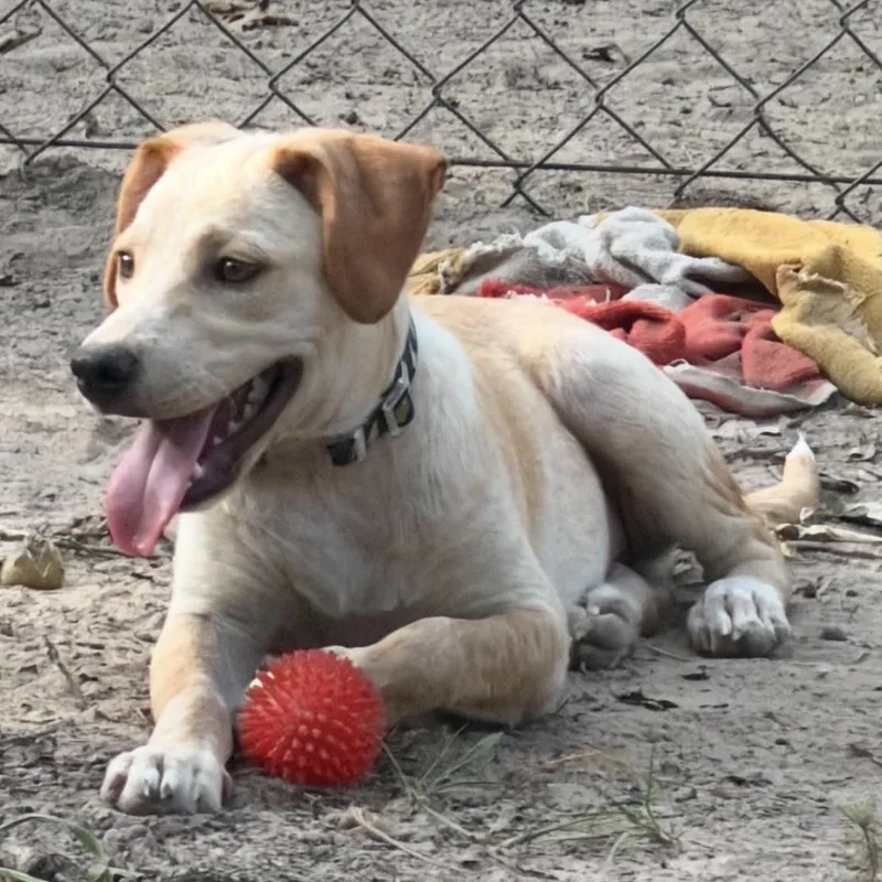 A young medium-sized male Terrier dog named Luca for adoption in Queen City, TX
