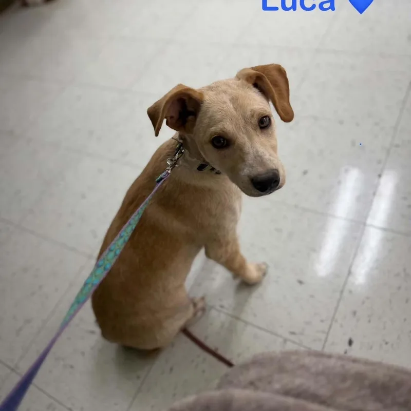 Luca thumbnail 3