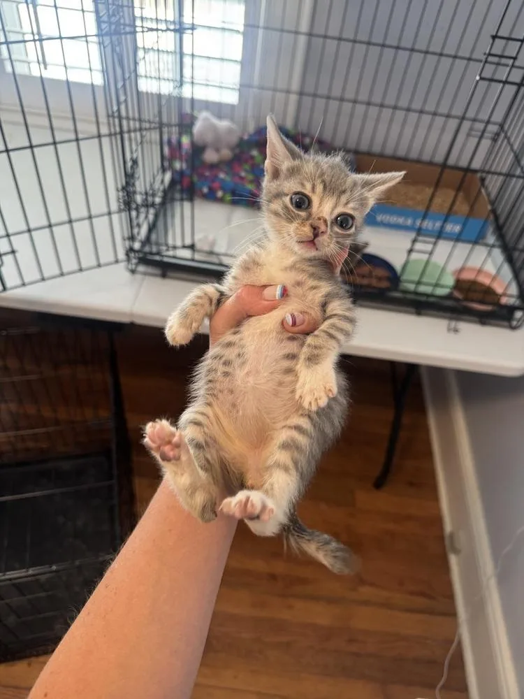 A baby small-sized male Gray / Blue / Silver Domestic Short Hair cat named Sailor for adoption in Emerald Isle, NC