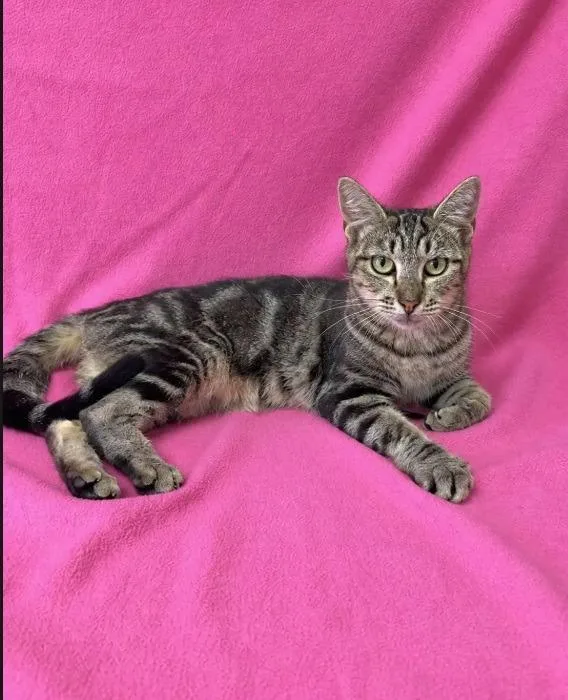 A young medium-sized female Domestic Short Hair cat named Ariel for adoption in Kingsland, GA