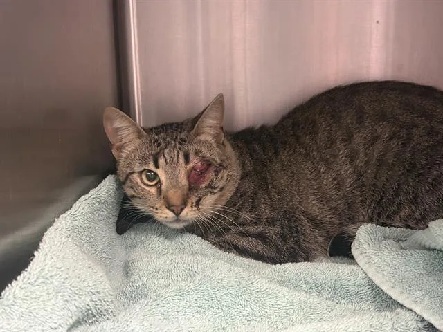 A young medium-sized male Domestic Short Hair cat named Monocle for adoption in Santa Cruz, CA