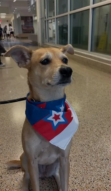 A young medium-sized female Terrier dog named Goldie for adoption in Miami, FL