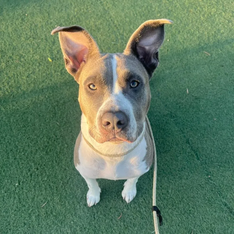 An adult medium-sized female Gray / Blue / Silver American Staffordshire Terrier dog named Sapphire for adoption in Los Angeles, CA