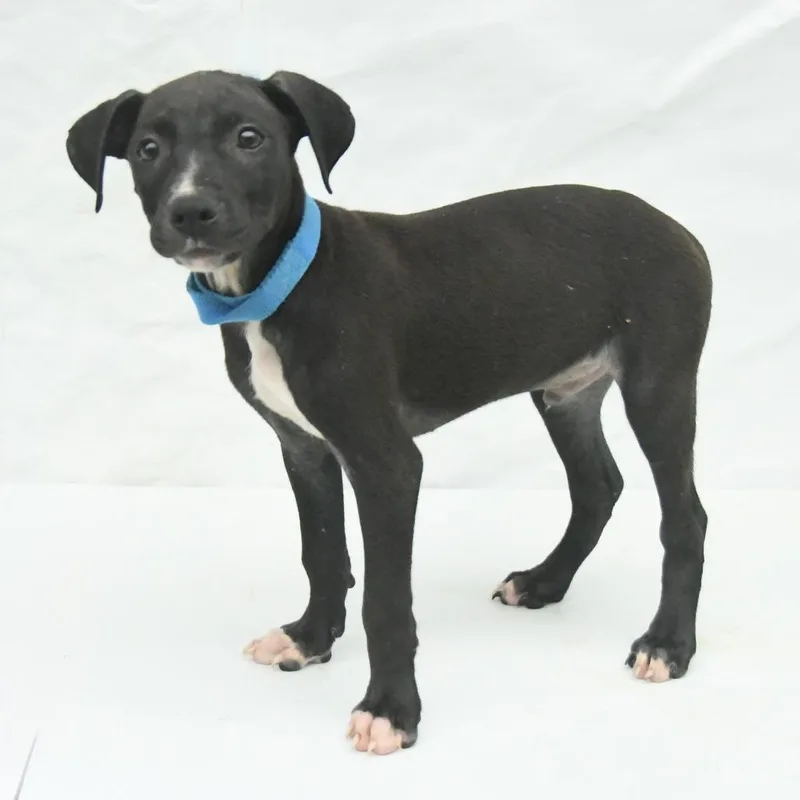 A baby medium-sized male Black Mountain Cur dog named Frank for adoption in Natchez, MS