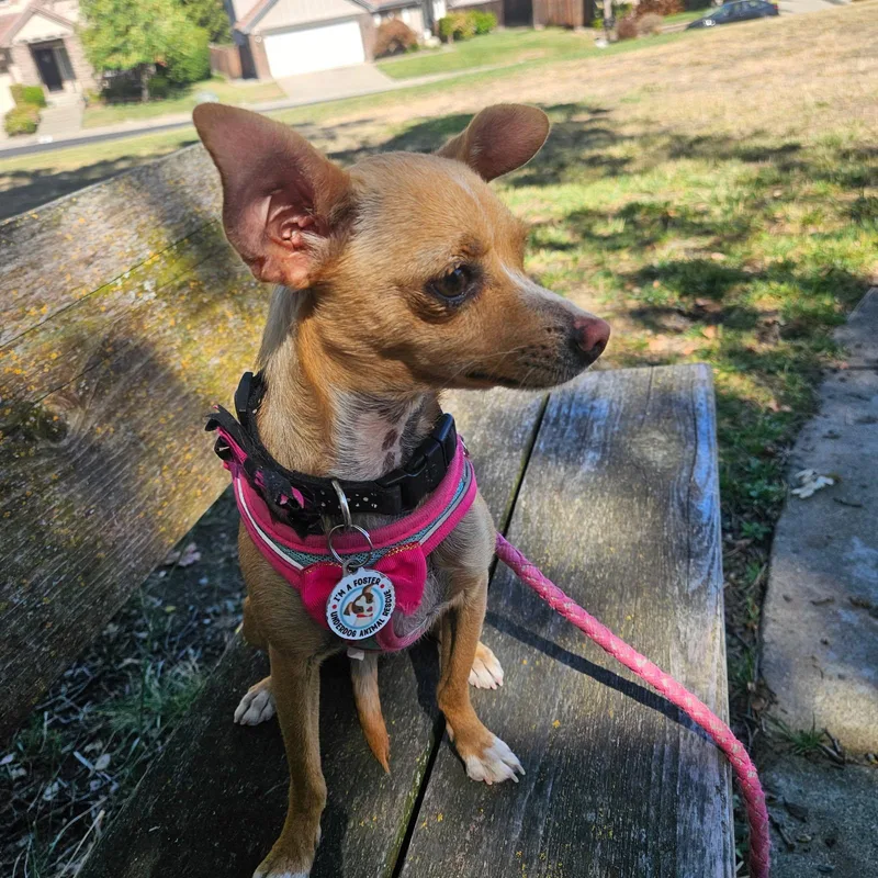 An adult small-sized female Golden Chihuahua dog named Hope for adoption in Lafayette, CA