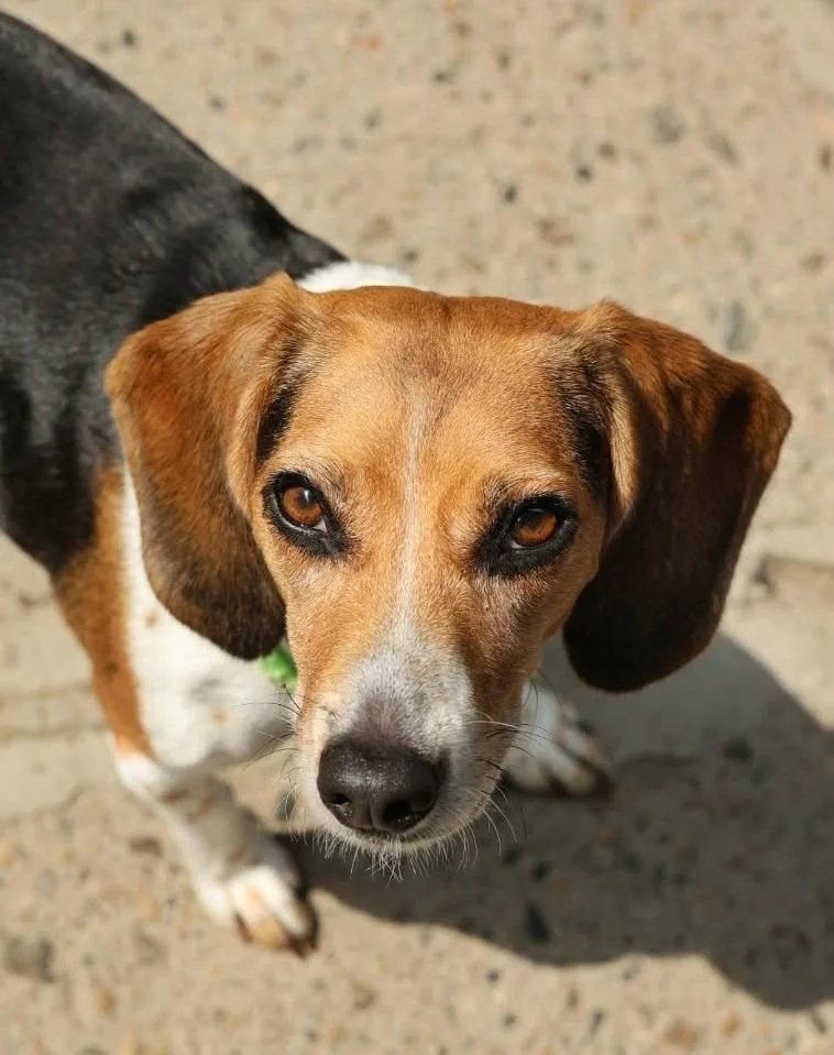 An adult medium-sized female Beagle dog named Abigail for adoption in Warren, MI