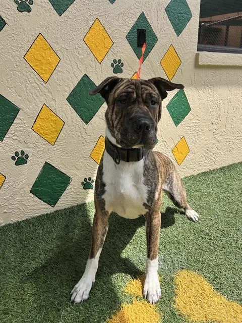 A young large-sized male Shar-Pei dog named Tuff Guy for adoption in Winter Haven, FL