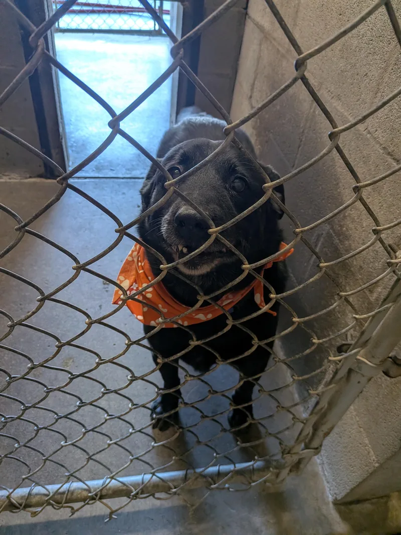 An adult large-sized female Black Labrador Retriever dog named Timber for adoption in Hermiston, OR