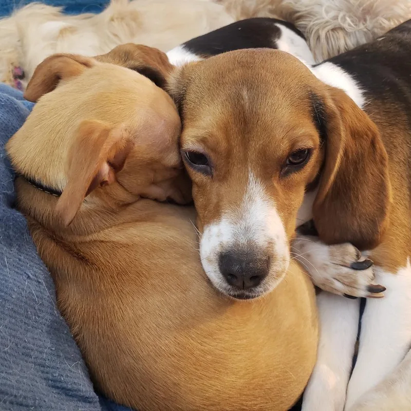 A young small-sized female White / Cream Beagle dog named Jenha Grace for adoption in Saratoga Springs, NY