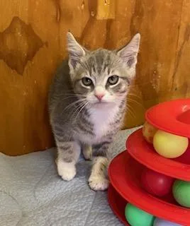 A baby medium-sized male Tabby (Gray / Blue / Silver) Tabby cat named Gelato for adoption in Southern Pines, NC