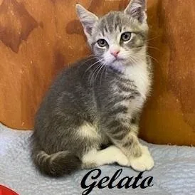 Gelato thumbnail 4