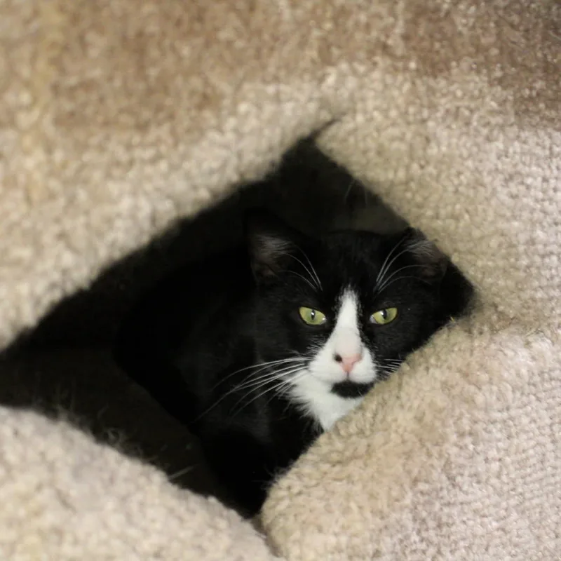 An adult large-sized male Tuxedo cat named Alex for adoption in Billings, MT