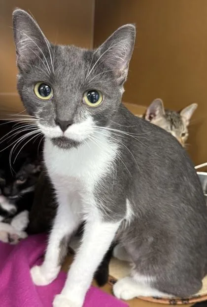 A baby medium-sized female Domestic Short Hair cat named Juicy Fruit $ for adoption in Seneca, SC