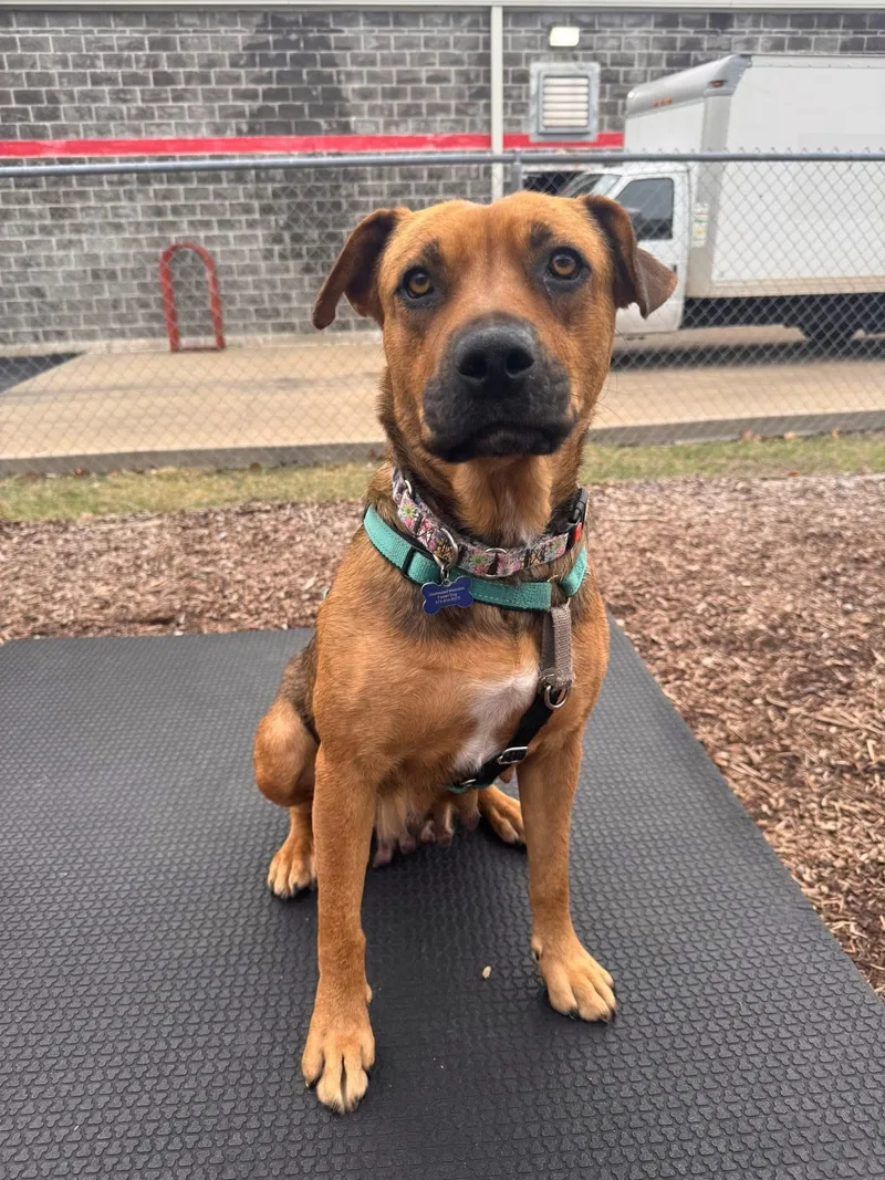 Snowflake thumbnail 2