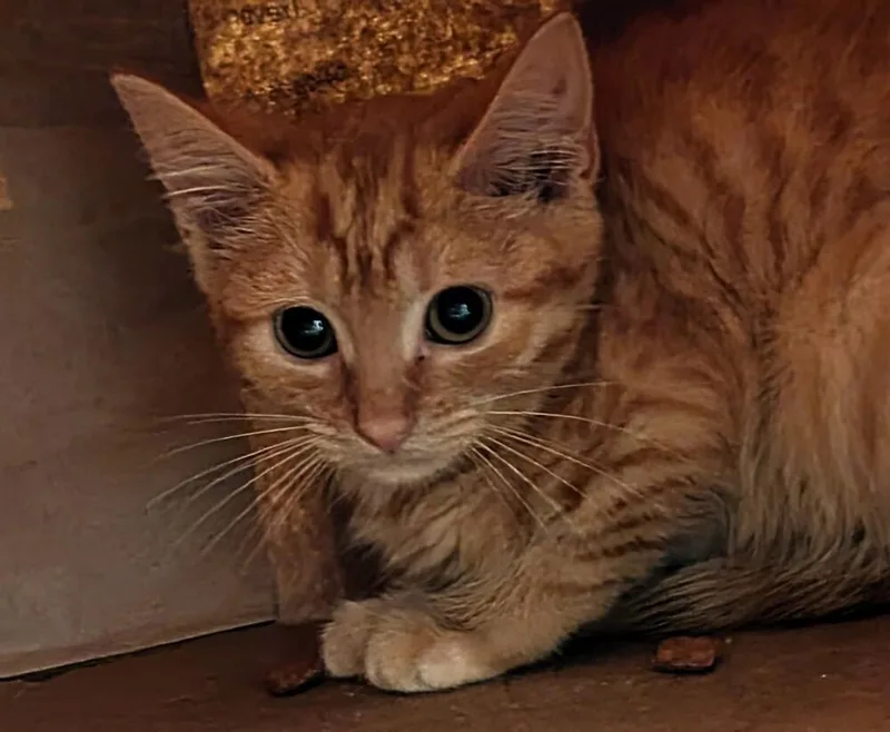 A baby small-sized female Orange & White Domestic Short Hair cat named Abby for adoption in Virginia Beach, VA