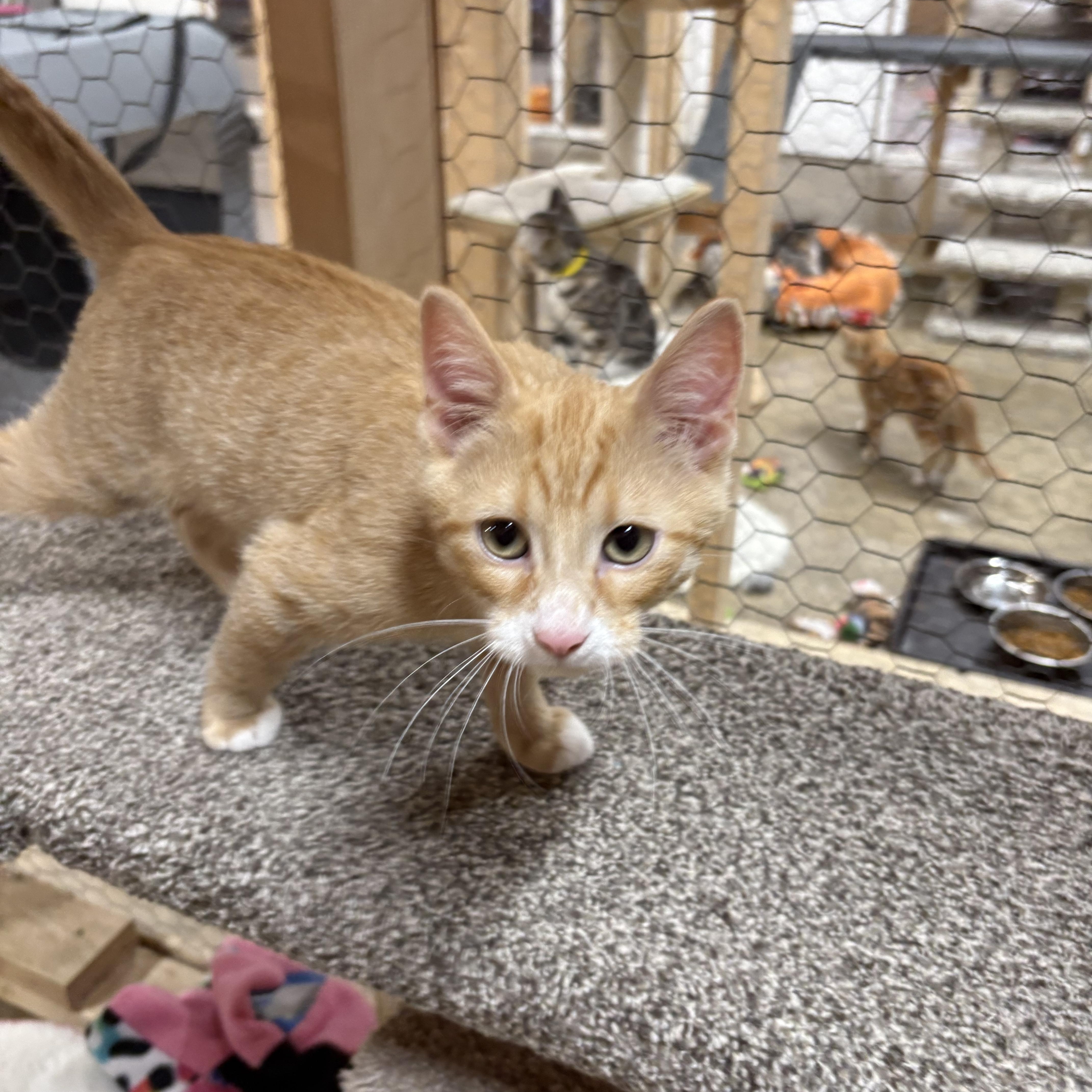 A baby small-sized male Orange & White Domestic Short Hair cat named Ringo for adoption in Faribault, MN