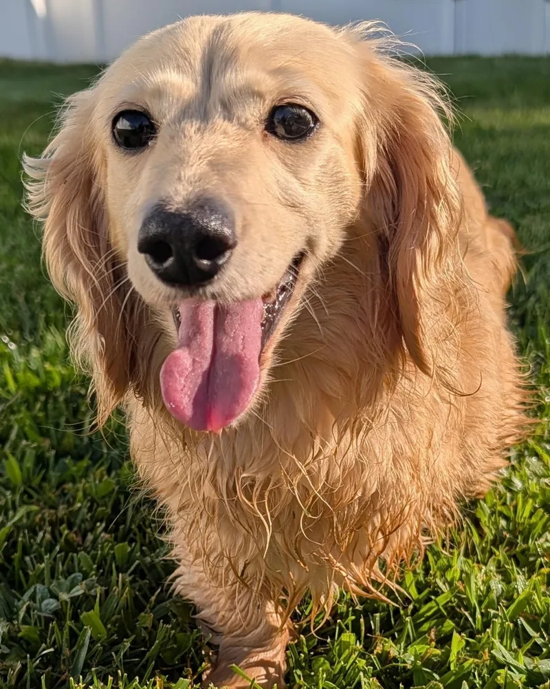 An adult small-sized female White / Cream Dachshund (Long Haired) dog named Anna in SC for adoption in Shelbyville, TN