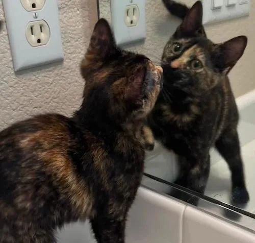 A baby medium-sized female Tortoiseshell cat named Indie for adoption in North Highlands, CA