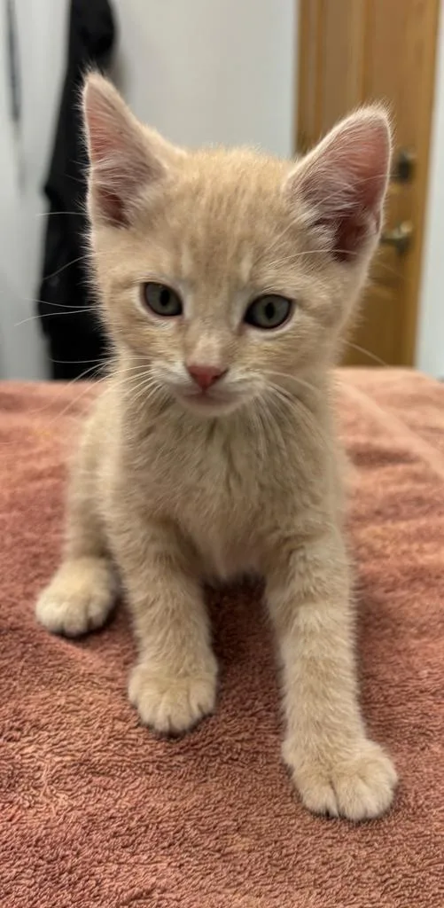 A baby small-sized male Domestic Short Hair cat named Garam for adoption in Saint Paul, MN