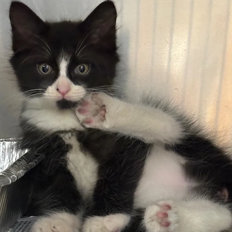 A baby small-sized female Black Domestic Short Hair cat named Jubilee for adoption in Milton, FL