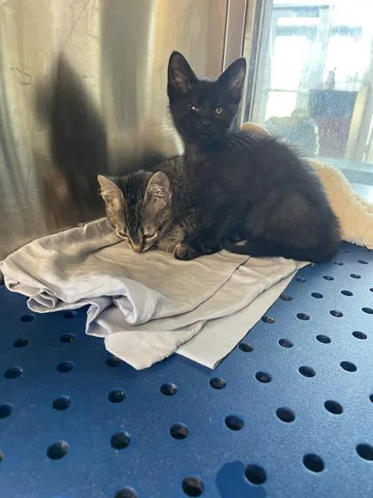 A baby small-sized female Domestic Short Hair cat named Magpie for adoption in North Richland Hills, TX