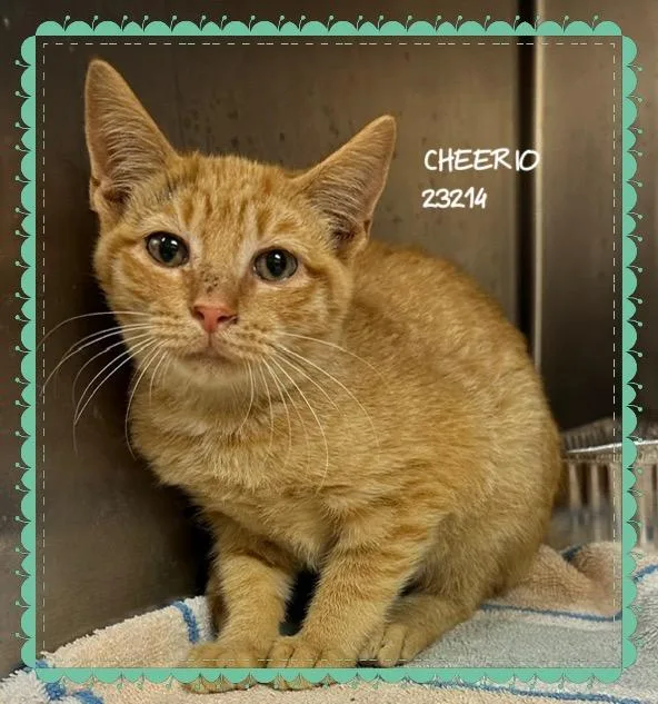 A young small-sized female Domestic Short Hair cat named Cheerio for adoption in Marietta, GA