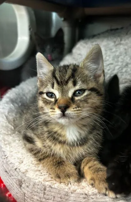 Maximus