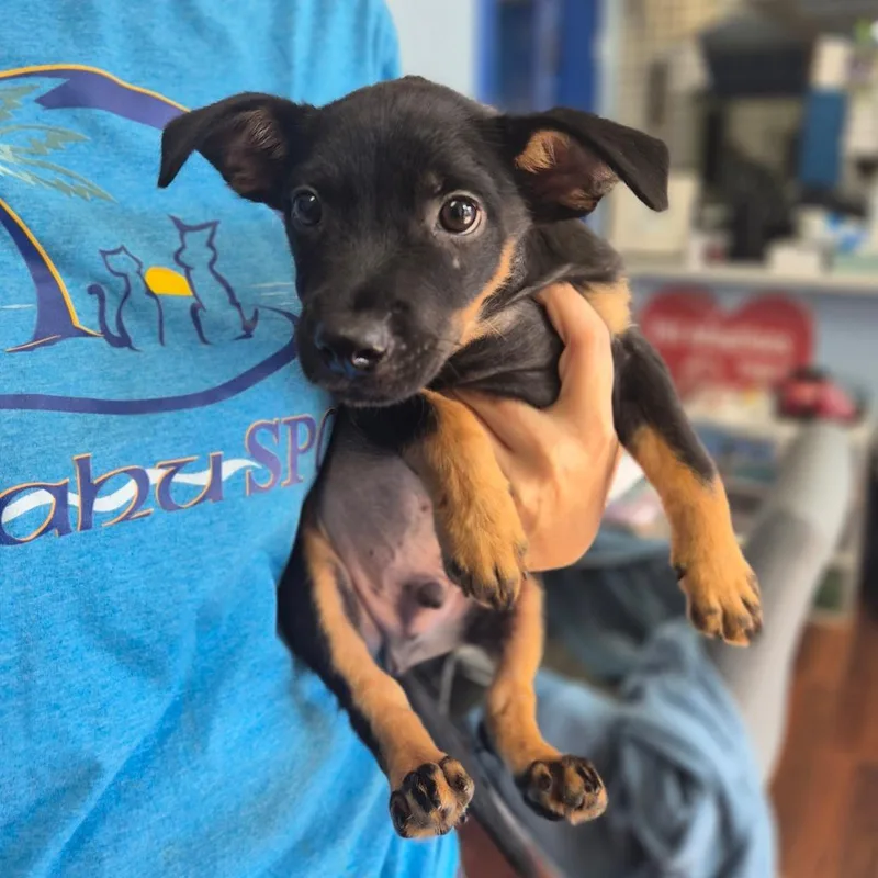 A baby medium-sized male Black Shepherd dog named Leon for adoption in Wahiawa, HI