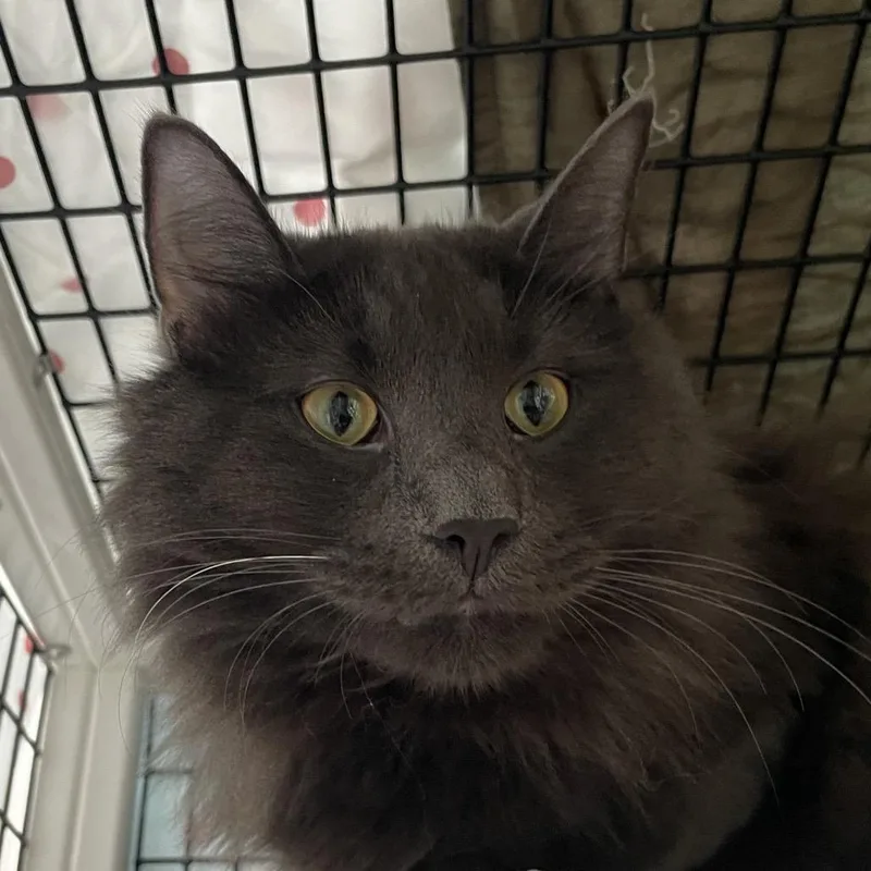 A young large-sized male Gray / Blue / Silver Domestic Long Hair cat named Minivan for adoption in Chicago, IL