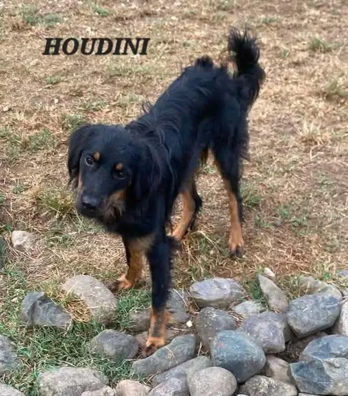 Houdini thumbnail 2