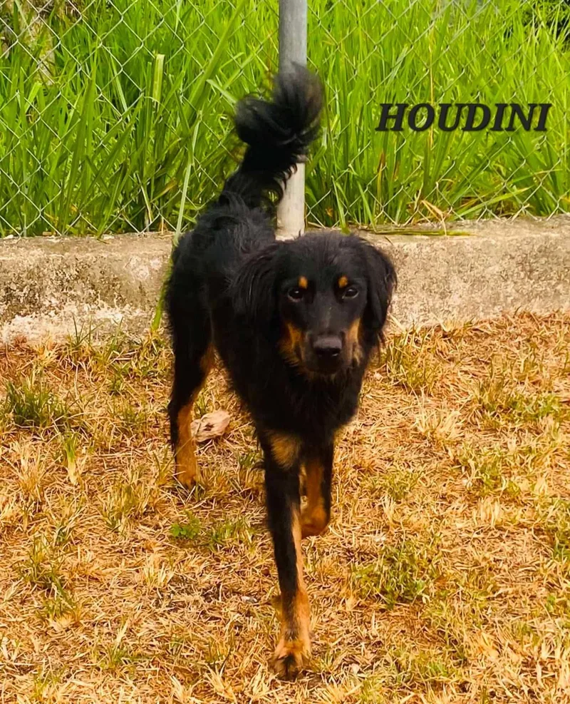 Houdini thumbnail 5