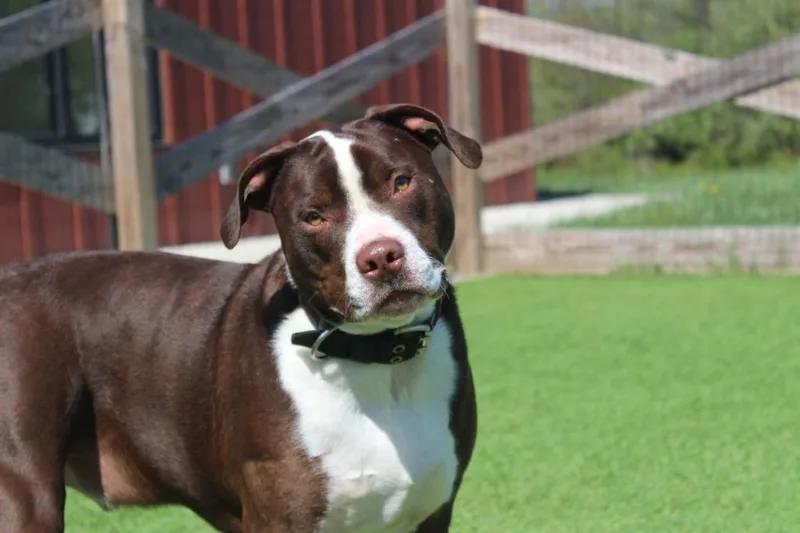 A young large-sized male Brown / Chocolate Pit Bull Terrier dog named Bucee for adoption in Chestertown, MD