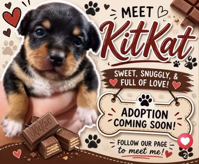 KitKat
