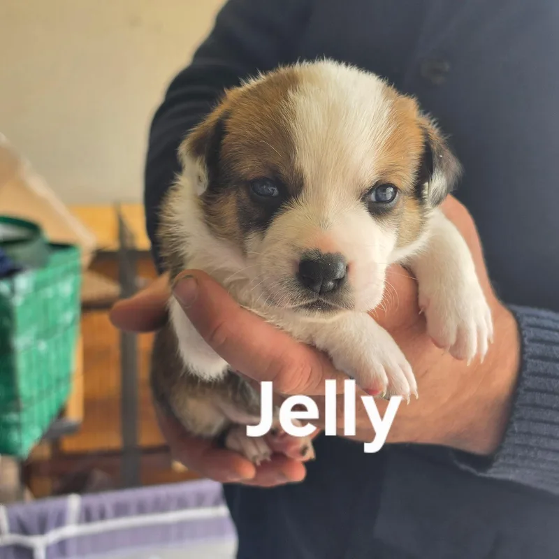 A baby medium-sized female Border Collie dog named Jelly for adoption in Brentwood, CA