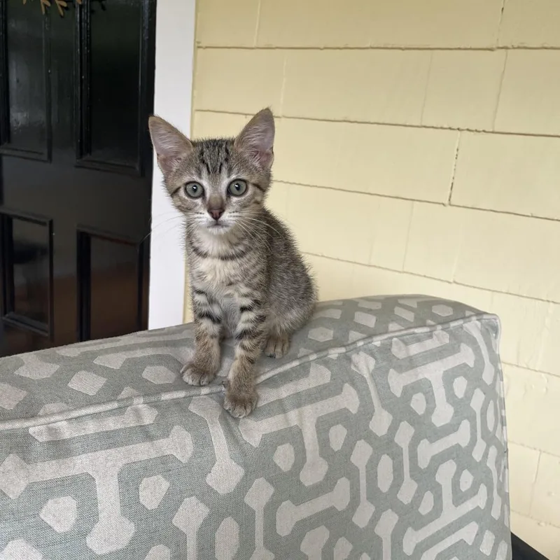 A baby small-sized female Brown / Chocolate Domestic Short Hair cat named Black Widow for adoption in Evanston, IL