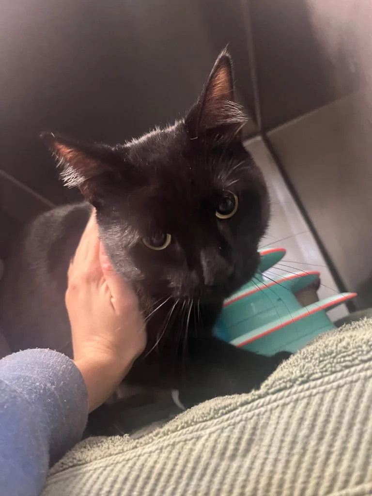 A young medium-sized male Domestic Short Hair cat named Squeakers for adoption in Berlin, MD