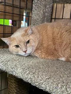 A senior medium-sized male Domestic Short Hair cat named Simon for adoption in Sharpsville, PA