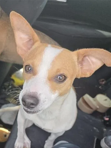 An adult small-sized male Chihuahua dog named Vector for adoption in San Antonio, TX