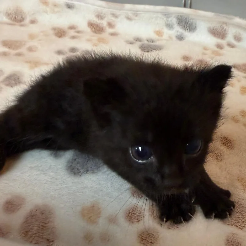 A baby small-sized male Domestic Short Hair cat named DeeOhGee for adoption in Pauls Valley, OK