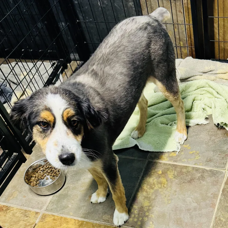 A young medium-sized male Tricolor (Brown, Black, & White) Australian Shepherd dog named Ace for adoption in Louisburg, KS