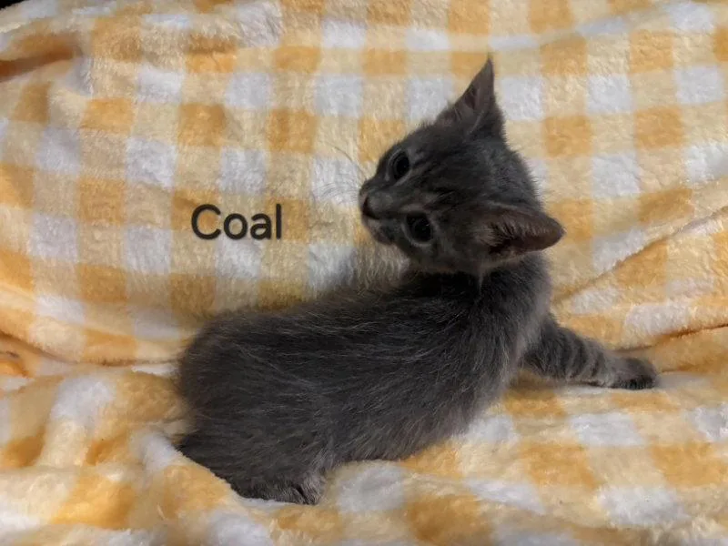 A baby medium-sized male Tabby cat named Coal for adoption in Montgomery, TX