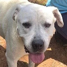 An adult large-sized male Labrador Retriever dog named Leon for adoption in Carrollton, GA